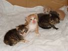 petits chatons Chaton11