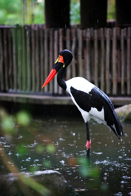 Jurong Bird Park _mg_3110