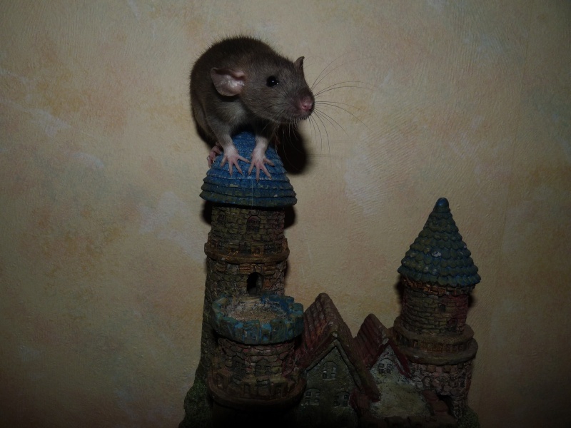 nouvelle et besoin de conseil sur la ptite vie de rats P1010615