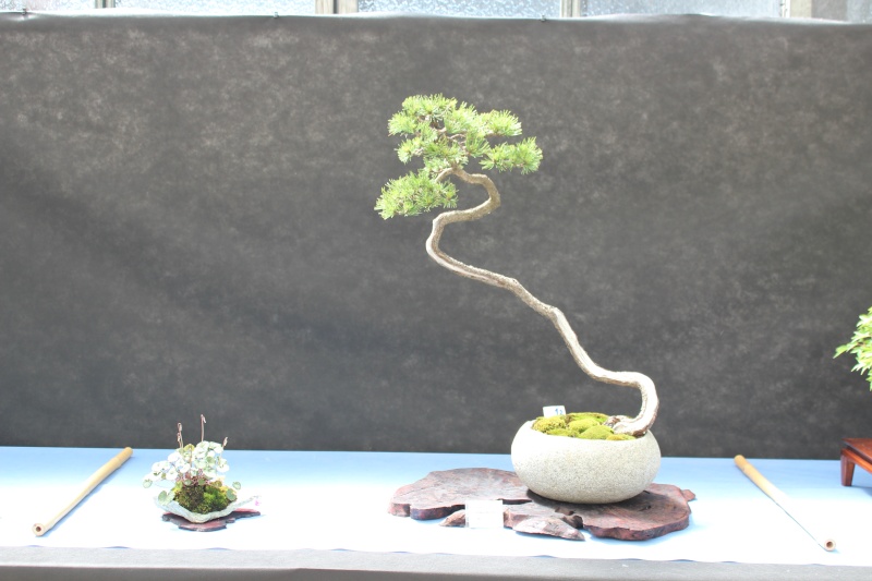 La mostra Bonsai competition 5 anno 2015 1410