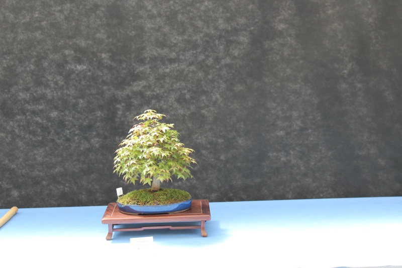 La mostra Bonsai competition 5 anno 2015 1810