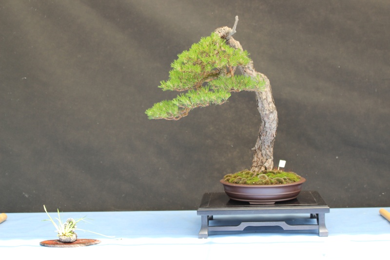 La mostra Bonsai competition 5 anno 2015 2710