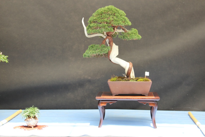 La mostra Bonsai competition 5 anno 2015 3110