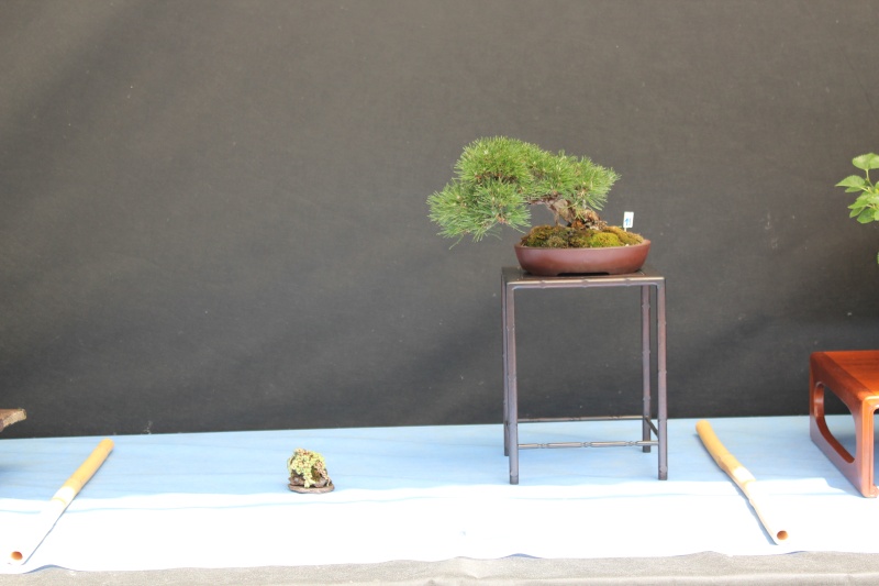 La mostra Bonsai competition 5 anno 2015 3610