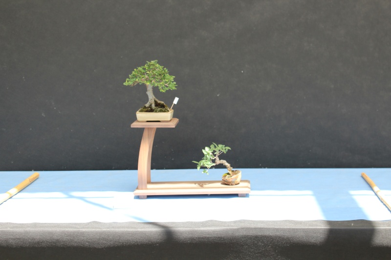 La mostra Bonsai competition 5 anno 2015 4110