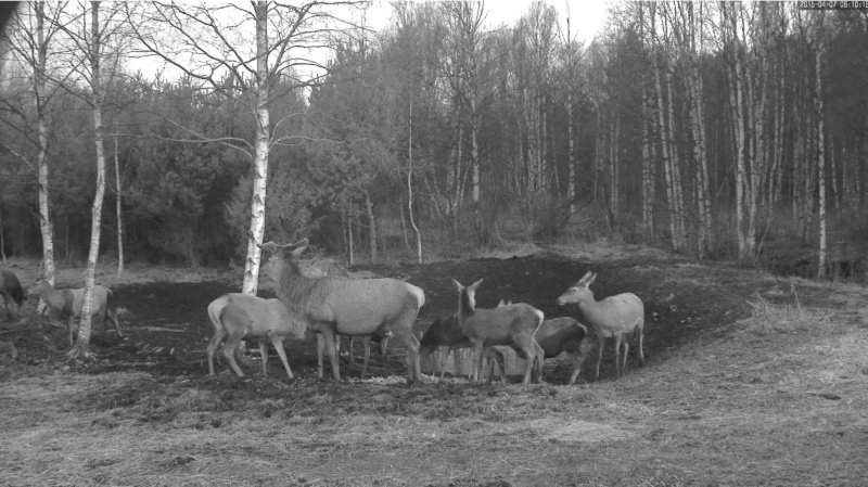 Red Deer Cam (Saarema Island)  - Page 22 2015-047