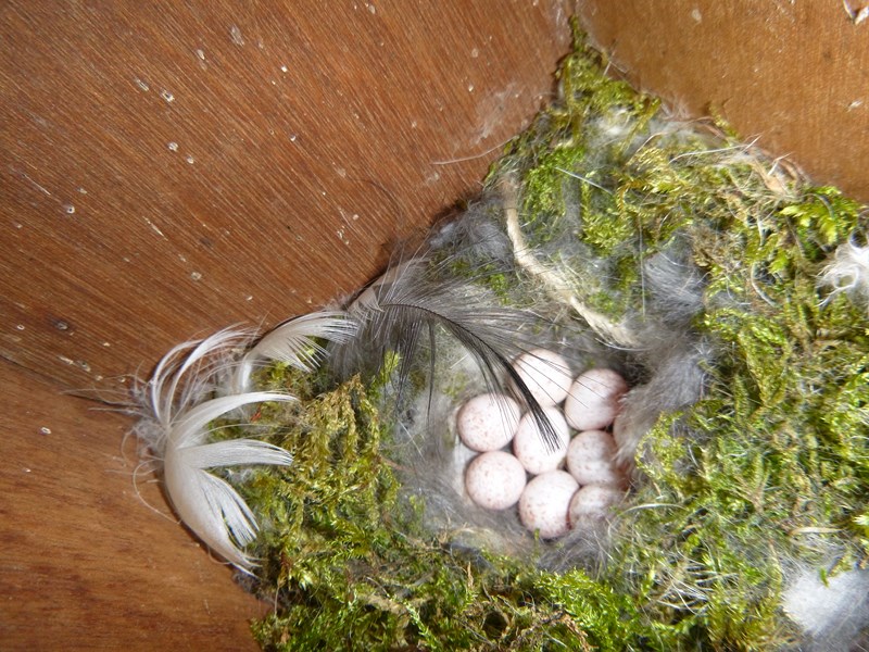 Photos des œufs de nos oiseaux d'élevage P1010812