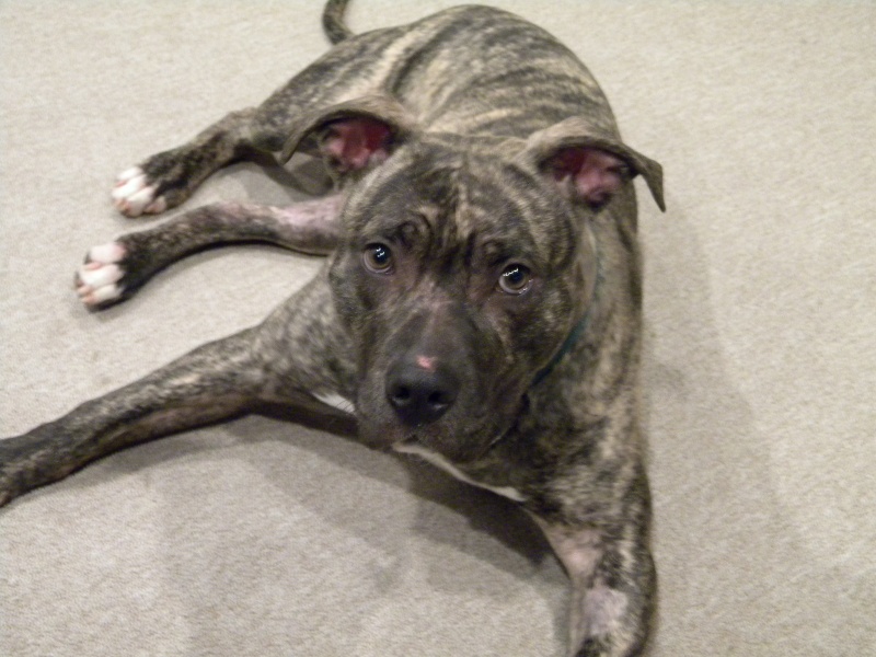 11 Month old Pit Bull looking for GREAT new home Pee_we12