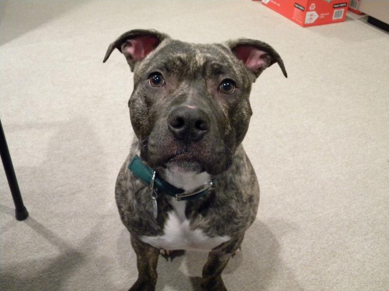 11 Month old Pit Bull looking for GREAT new home Pee_we13