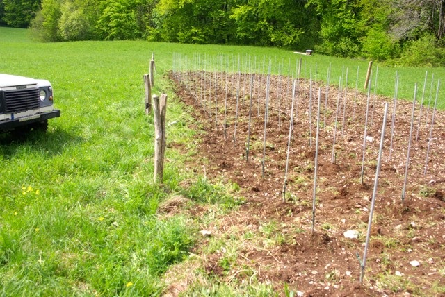 Plantation vigne Imgp1810