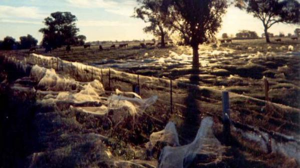 Une pluie d'araignées s'abat sur l'Australie Ce8rvs10