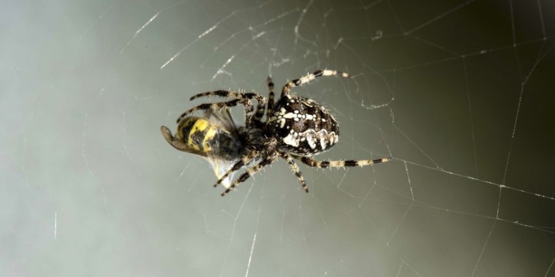 Une pluie d'araignées s'abat sur l'Australie Sipa_r10