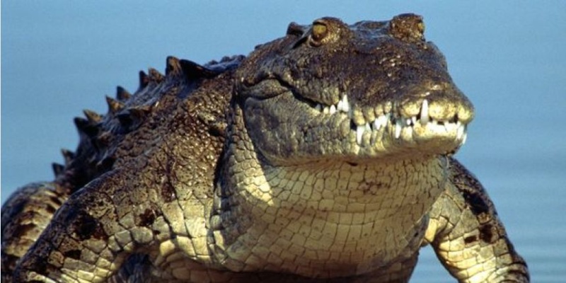 Un garçon de 7 ans dévoré par un crocodile devant son père Url-410