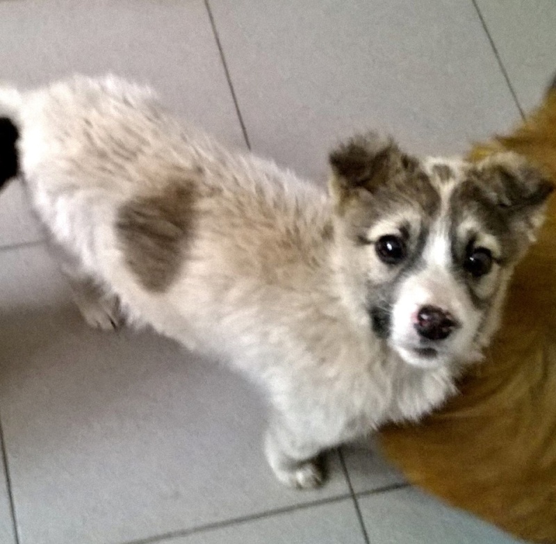 JEENY (ex-CLEMENCE), chienne taille moyenne (Pascani) - adoptée par vanille68 (dpt 68) 10483010