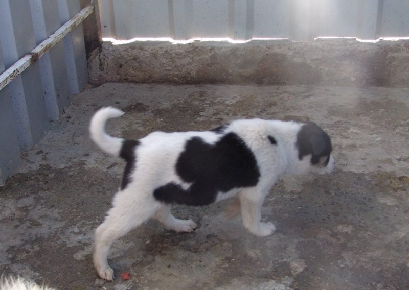 SUMMER- chiot femelle, taille moyenne née en janvier 2015 (Pascani) - adoptée par Gérard (dpt57) 11150411