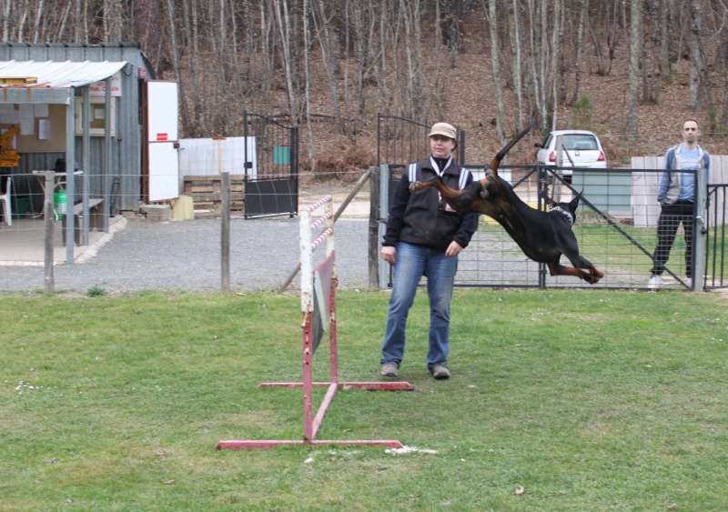 Bolcanstern Dobermann, ou l'histoire d'une passion... - Page 7 Img_6316