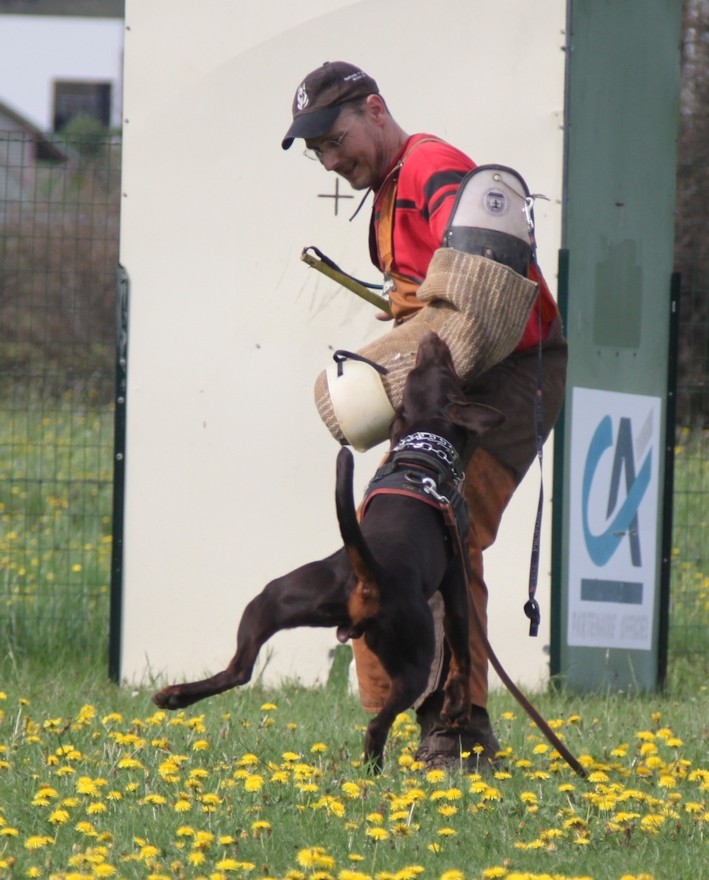 Saillie 2015 Bolcanstern Dobermann Img_6716