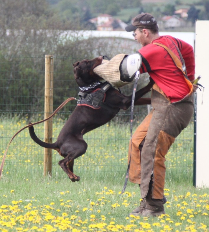 Saillie 2015 Bolcanstern Dobermann Img_6718