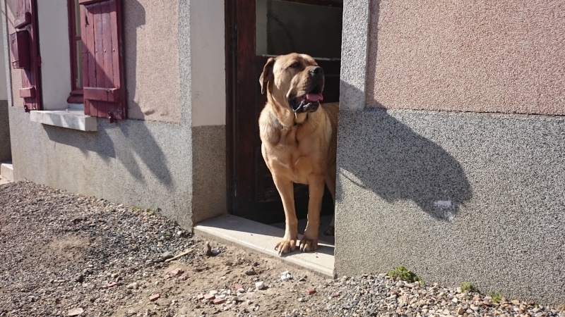 Hina (croisé dogue de bordeau et cane corso) - Page 18 Dsc_0312