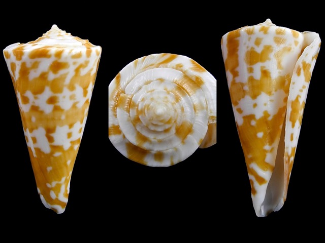 Conidae Conus (Papyriconus) sculletti   Marsh, 1962  Conus_11