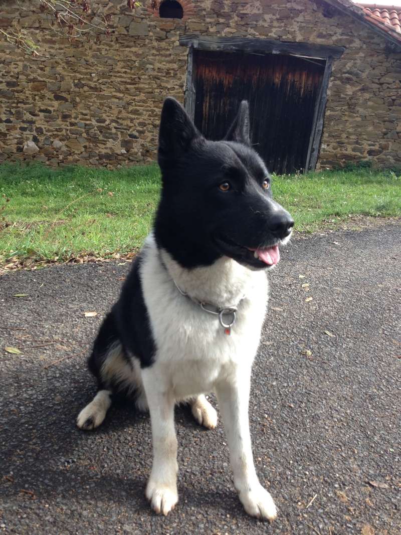 Urgent Hoshi Chien d'ours de Carelie 3 ans pas de chats PART95 Careli11