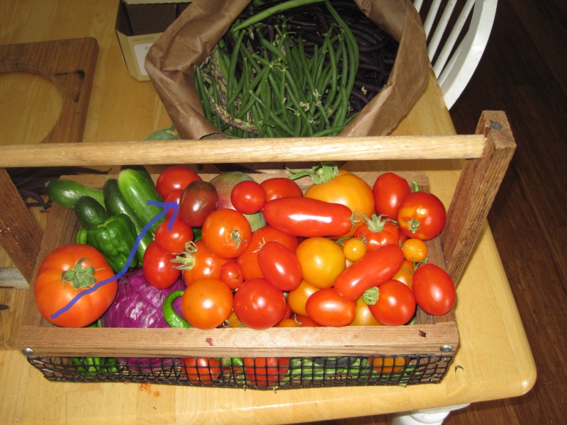 Tomato Tuesday 2015 August15