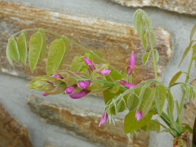 Glycine - Page 17 P1000615