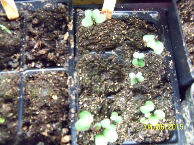 Starting seeds? 04-06-14
