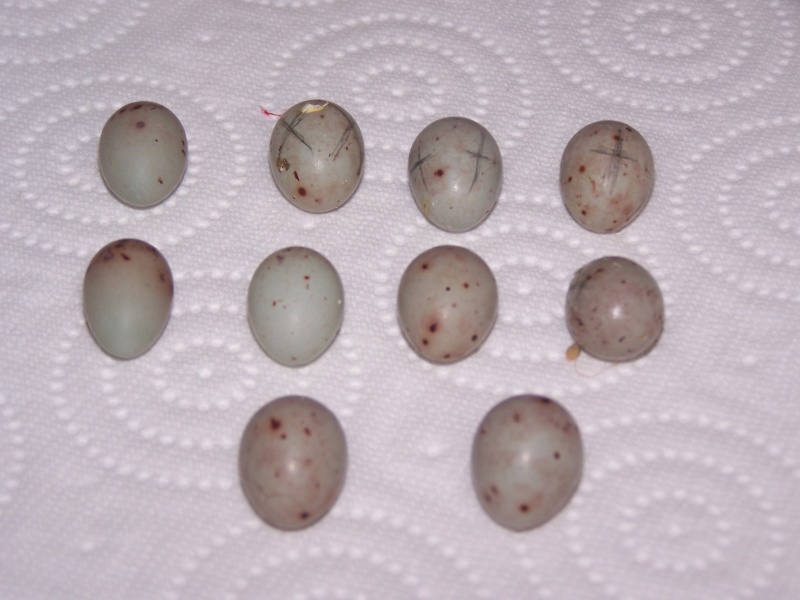 Photos des œufs de nos oiseaux d'élevage 2015-056