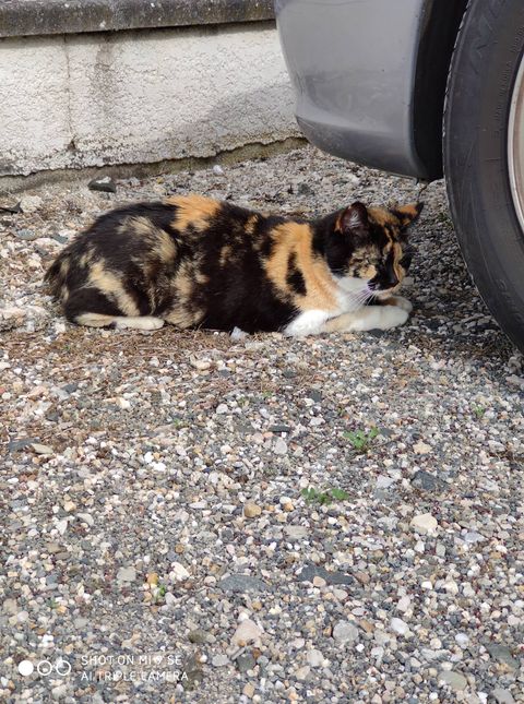 Perdue chatte tricolore aux Marots 16105610