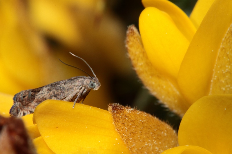 Micros diurnes : Cydia ulicetana, Esperia sulphurella, Adela reaumurella, Anthophila fabriciana Bis_m185