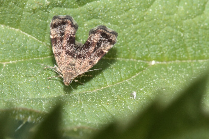 Micros diurnes : Cydia ulicetana, Esperia sulphurella, Adela reaumurella, Anthophila fabriciana Bis_m188