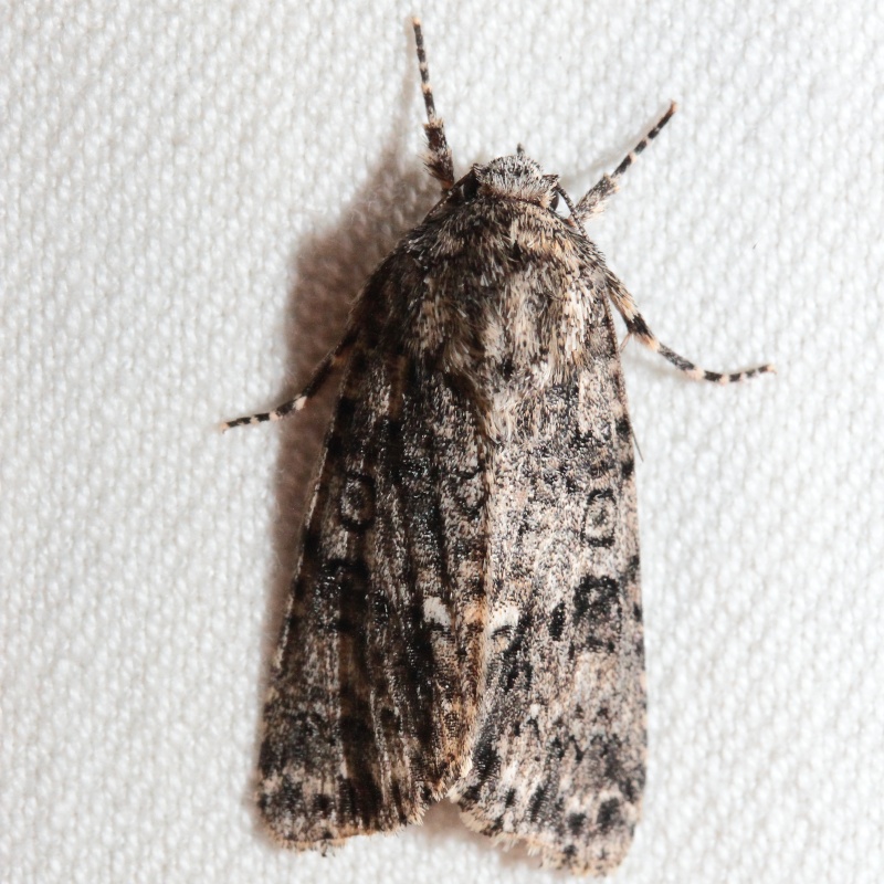 Série du 16/04/2015 : Acronicta, Pyrausta Bis_m189