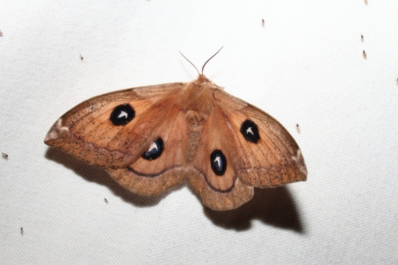 eupithecia - Série du 21/04/2015 : Aglia tau, Eupithecia Bis_m196
