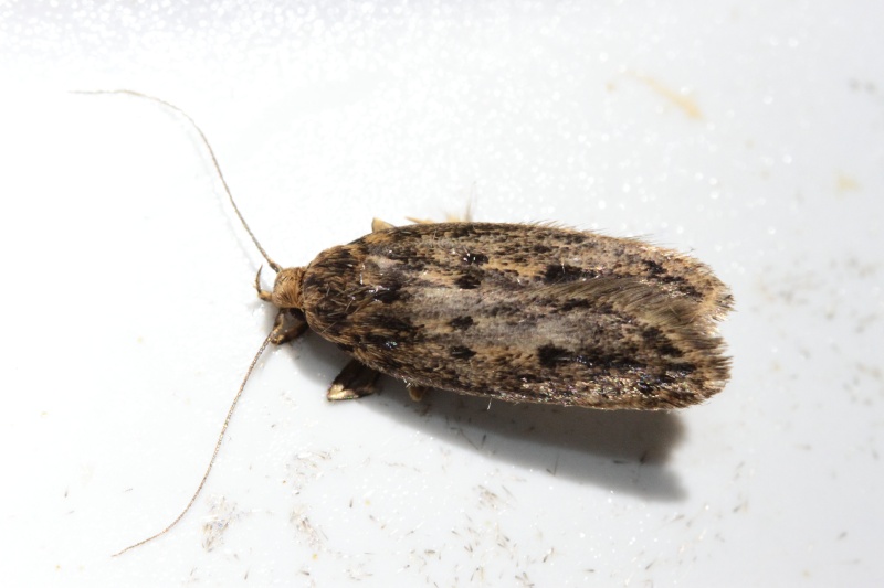 Série du 29/04/2015 : Paradarisa consonnaria, Colostygia pectinataria, Hofmannophila pseudospretella Bis_m227