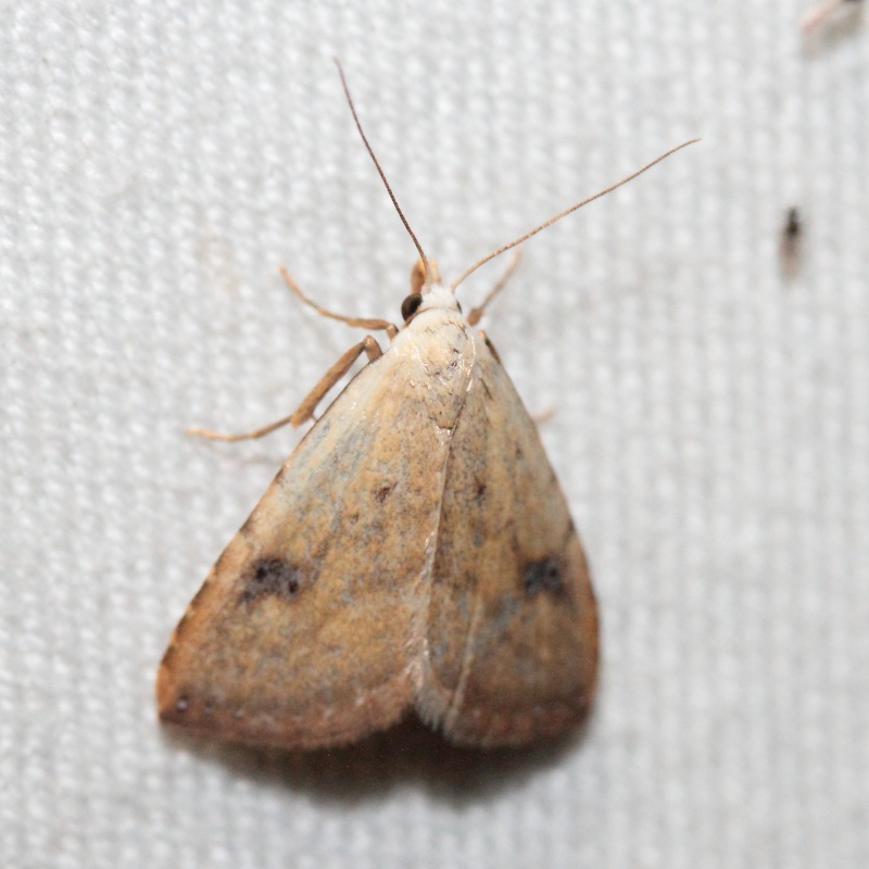 eupithecia - Série du 10/05/2015 : Ancylis, Aglia, Hyles livornica, Mimas, Calliteara, Furcula, Chloroclystis,Rivula,Pheosia, Coleophora, Crambus, Eupithecia, Gluphisia Bis_m280