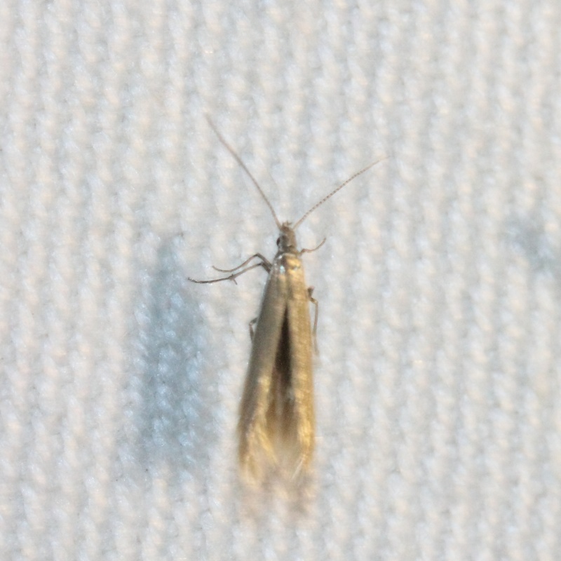 eupithecia - Série du 10/05/2015 : Ancylis, Aglia, Hyles livornica, Mimas, Calliteara, Furcula, Chloroclystis,Rivula,Pheosia, Coleophora, Crambus, Eupithecia, Gluphisia Bis_m282