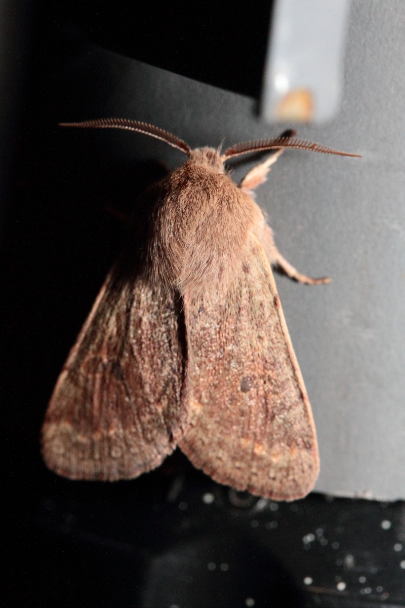 Panolis flammea, Orthosia cruda, incerta, cerasi, Conistra vaccinii Bis_mg18