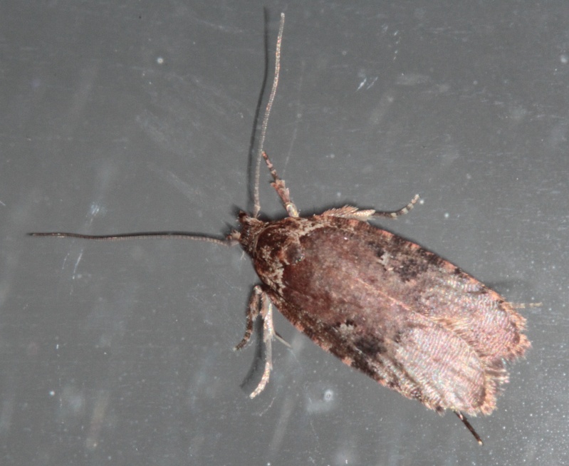 Agonopterix purpurea et Mompha subbistrigella (du 30/03) Bis_mg52