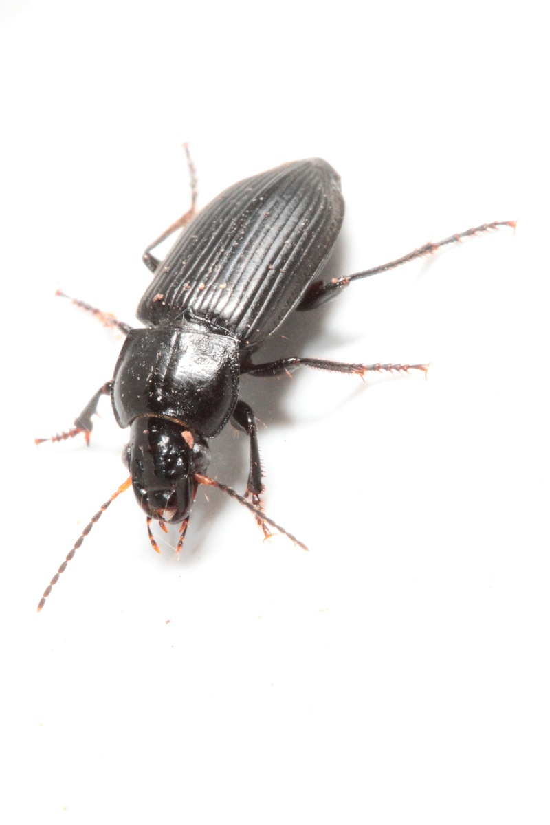 Anisodactylus binotatus ? Bis_mg59