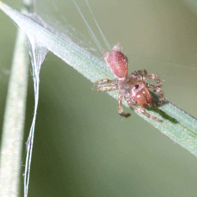 Atypus juvénile ? Bis_mg65