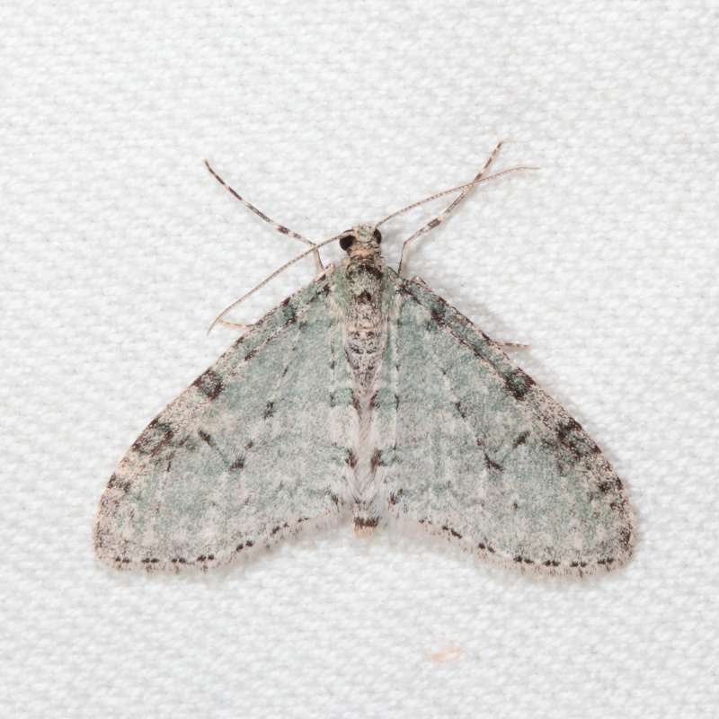 eupithecia - Série du 06/04/2015 : Agonopterix, Trichopterix carpinata, Eupithecia abbreviata, Gymnoscelis Bis_mg69