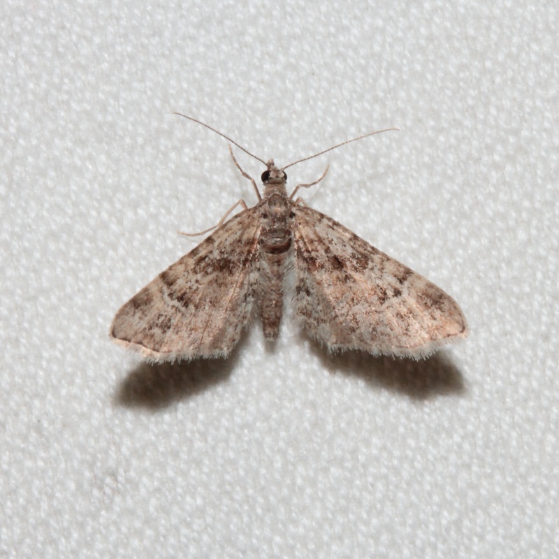 eupithecia - Série du 06/04/2015 : Agonopterix, Trichopterix carpinata, Eupithecia abbreviata, Gymnoscelis Bis_mg71