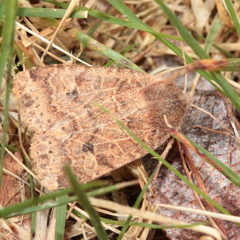 Endromis - Soirée du 08/04/2015 : Endromis, Diurnea, Conistra, Eriocraniidae Bis_mg89