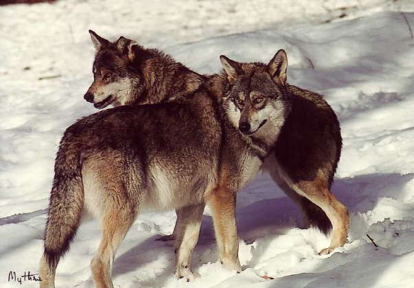 Les loups Canis_10