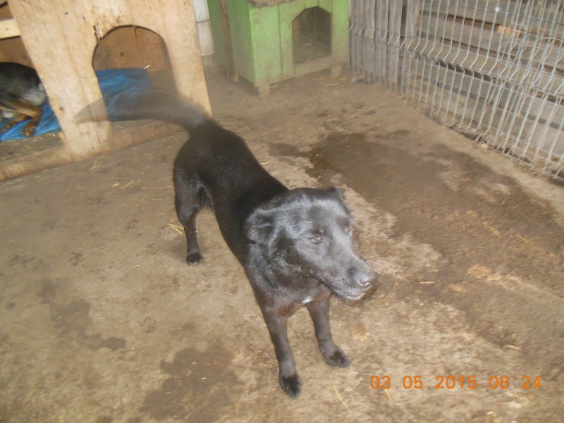 STELLA - x labrador 5 ans (5 ans de refuge- de Lenuta, Roumanie) - Asso Arche d'Eternité  - 77 08512