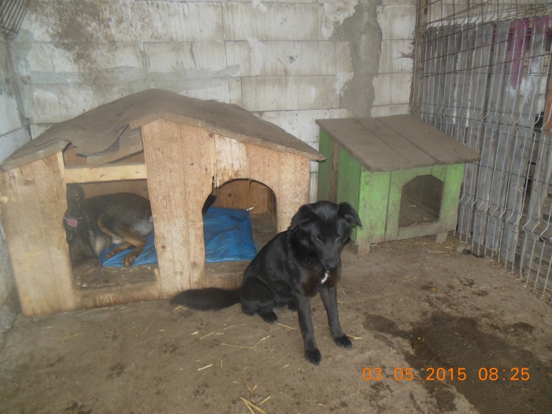 STELLA - x labrador 5 ans (5 ans de refuge- de Lenuta, Roumanie) - Asso Arche d'Eternité  - 77 08612