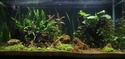 Projet aquarium Elegance 95L Img_4811