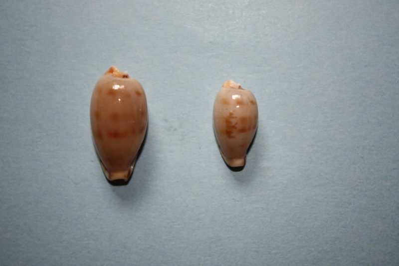 Erronea rabaulensis - Schilder, 1964 Img_4744