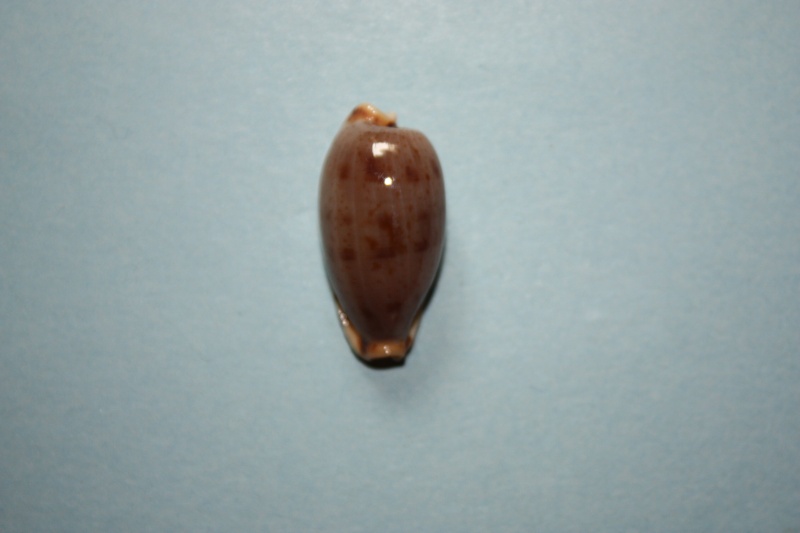 Erronea rabaulensis (F. A. Schilder, 1964) Img_4748